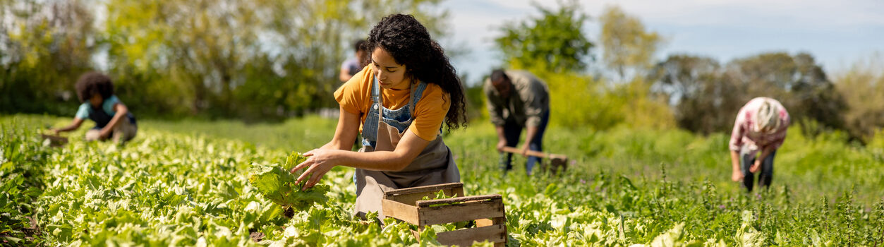 Chain Cohn Clark Farm Worker Injury Lawyer