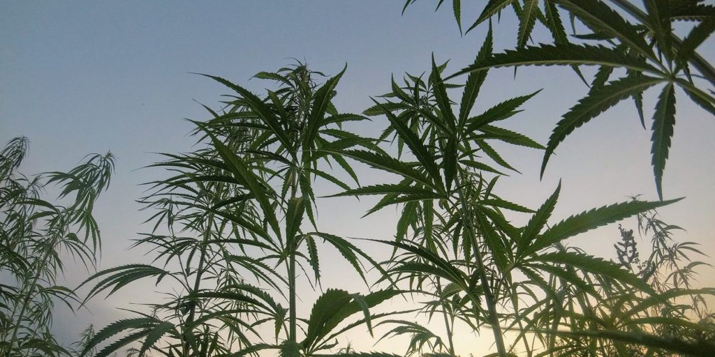 the effects of cannabis on driving